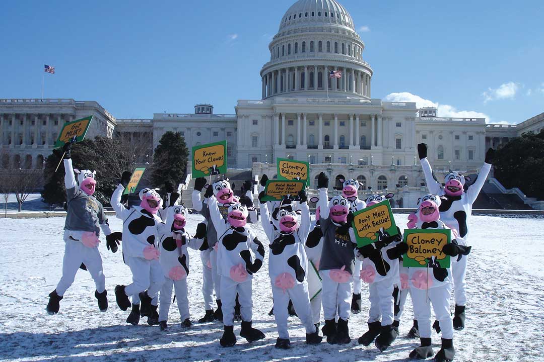 젖소 의상을 입은 사람들